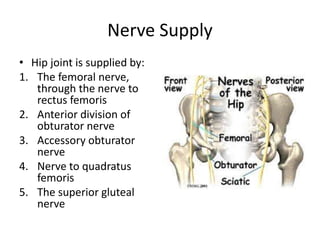 Nerve Supply
• Hip joint is supplied by:
1. The femoral nerve,
through the nerve to
rectus femoris
2. Anterior division of
obturator nerve
3. Accessory obturator
nerve
4. Nerve to quadratus
femoris
5. The superior gluteal
nerve
 