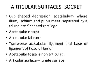 ARTICULAR SURFACES: SOCKET
• Cup shaped depression, acetabulum, where
ilium, ischium and pubis meet separated by a
tri-radiate Y shaped cartilage.
• Acetabular notch:
• Acetabular labrum:
• Transverse acetabular ligament and base of
ligament of head of femur.
• Acetabular fossa is non articular.
• Articular surface – lunate surface
 