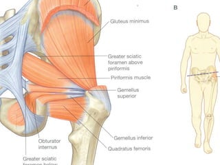  Nelaton’s line:
 Line joining anterior superior iliac spine to
ischial tuberosity
 It passes through highest part of g...