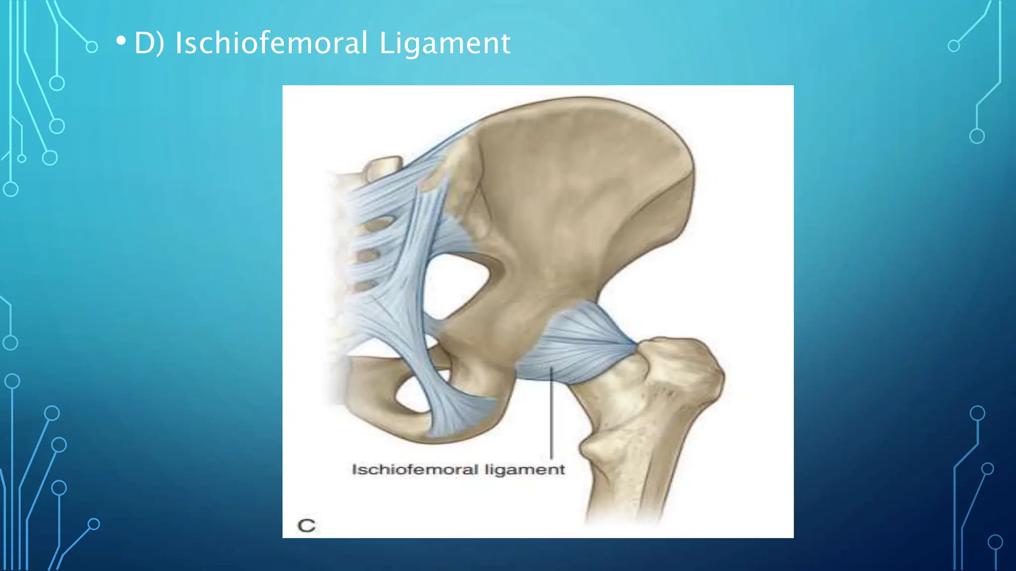 HIP JOINT.pptx