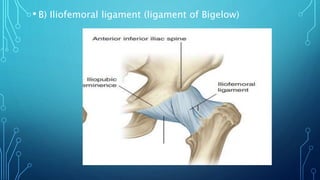 • B) Iliofemoral ligament (ligament of Bigelow)
 