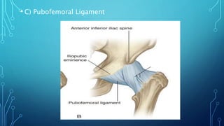 • C) Pubofemoral Ligament
 
