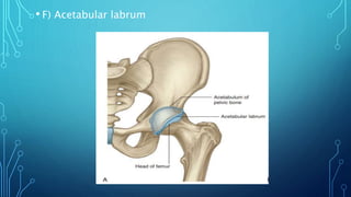 • F) Acetabular labrum
 