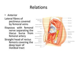 HipJoint attachment and action of muscles | PPTX