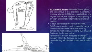 Hip joint .it's basic anatomy kinetics , kinematics is been showed in ...