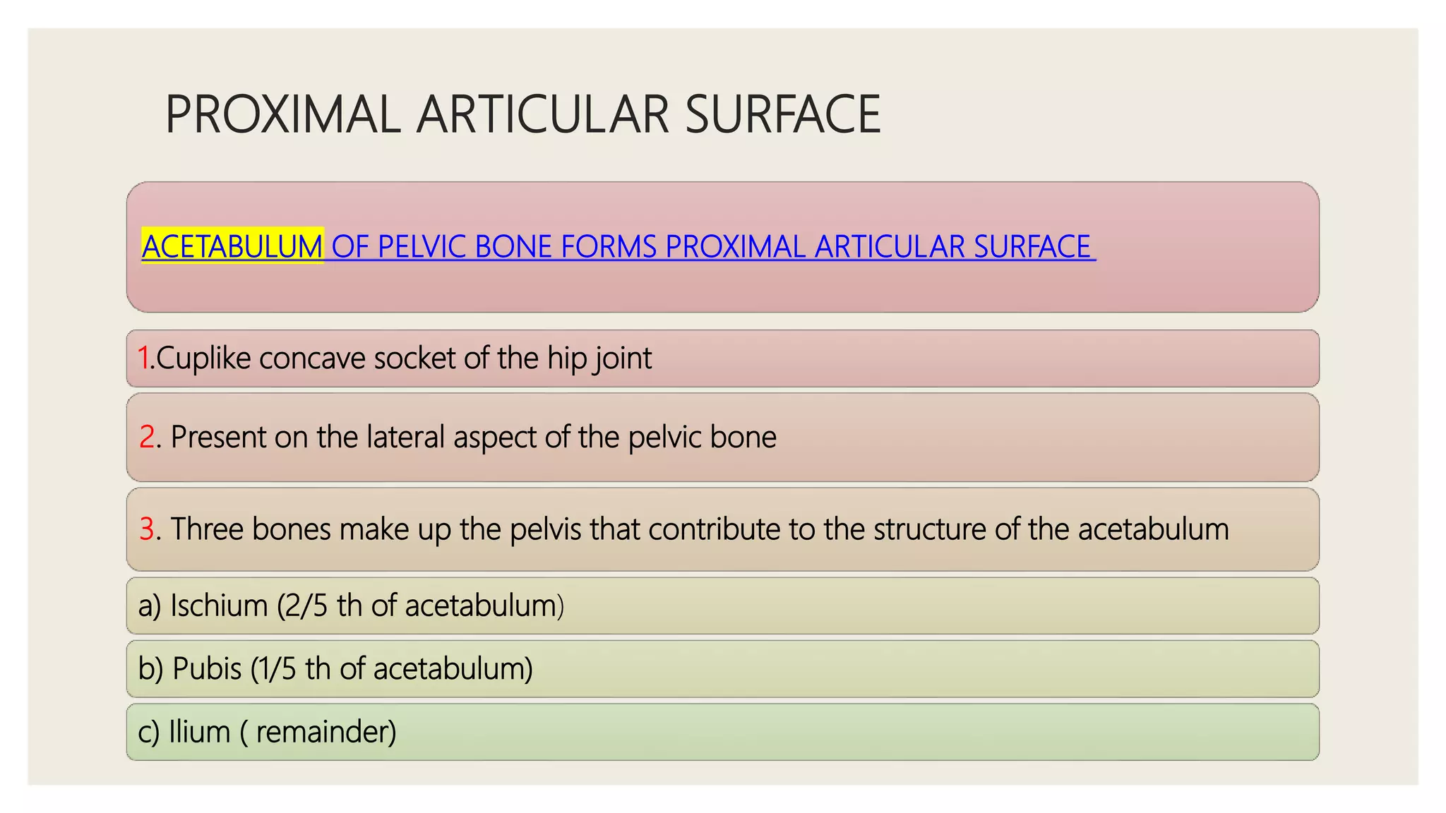 PROXIMAL ARTICULAR SURFACE
ACETABULUM OF PELVIC BONE FORMS PROXIMAL ARTICULAR SURFACE
1.Cuplike concave socket of the hip joint
2. Present on the lateral aspect of the pelvic bone
3. Three bones make up the pelvis that contribute to the structure of the acetabulum
a) Ischium (2/5 th of acetabulum)
b) Pubis (1/5 th of acetabulum)
c) Ilium ( remainder)
 