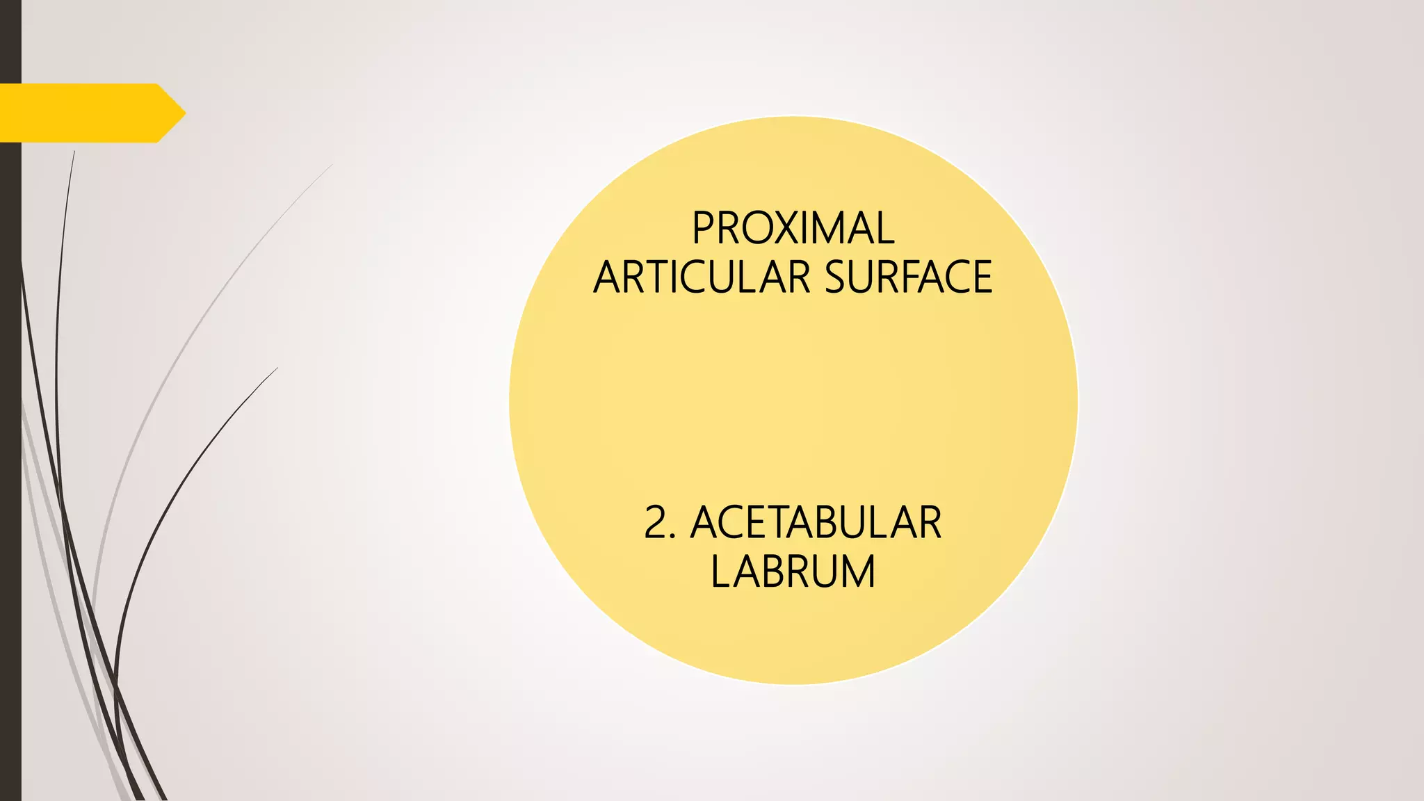 PROXIMAL
ARTICULAR SURFACE
2. ACETABULAR
LABRUM
 