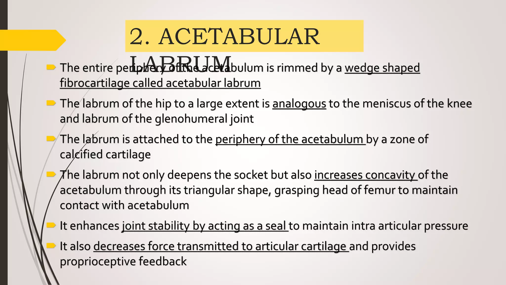 2. ACETABULAR
LABRUM
 The entire periphery of the acetabulum is rimmed by a wedge shaped
fibrocartilage called acetabular labrum
 The labrum of the hip to a large extent is analogous to the meniscus of the knee
and labrum of the glenohumeral joint
 The labrum is attached to the periphery of the acetabulum by a zone of
calcified cartilage
 The labrum not only deepens the socket but also increases concavity of the
acetabulum through its triangular shape, grasping head of femur to maintain
contact with acetabulum
 It enhances joint stability by acting as a seal to maintain intra articular pressure
 It also decreases force transmitted to articular cartilage and provides
proprioceptive feedback
 