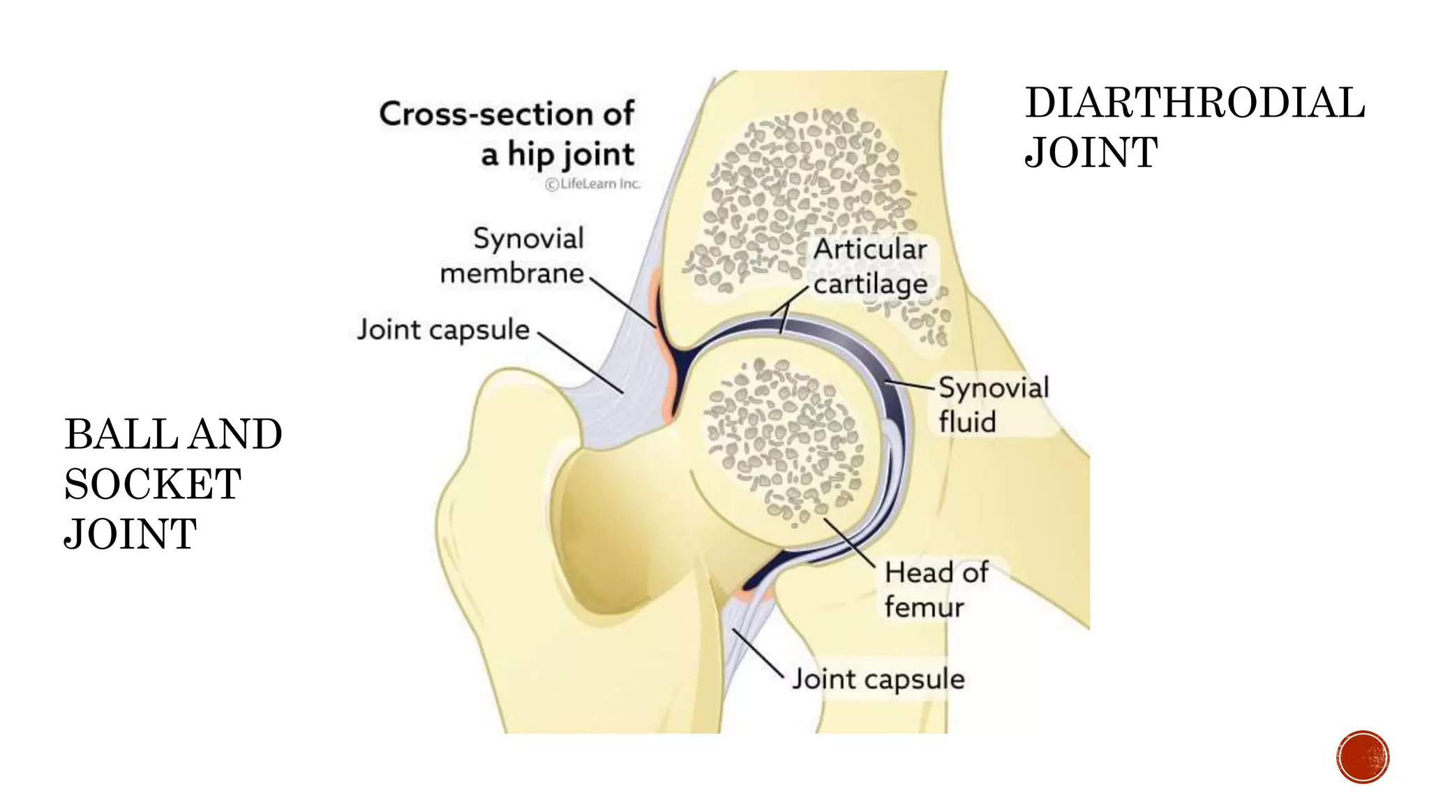 DIARTHRODIAL
JOINT
BALL AND
SOCKET
JOINT
 