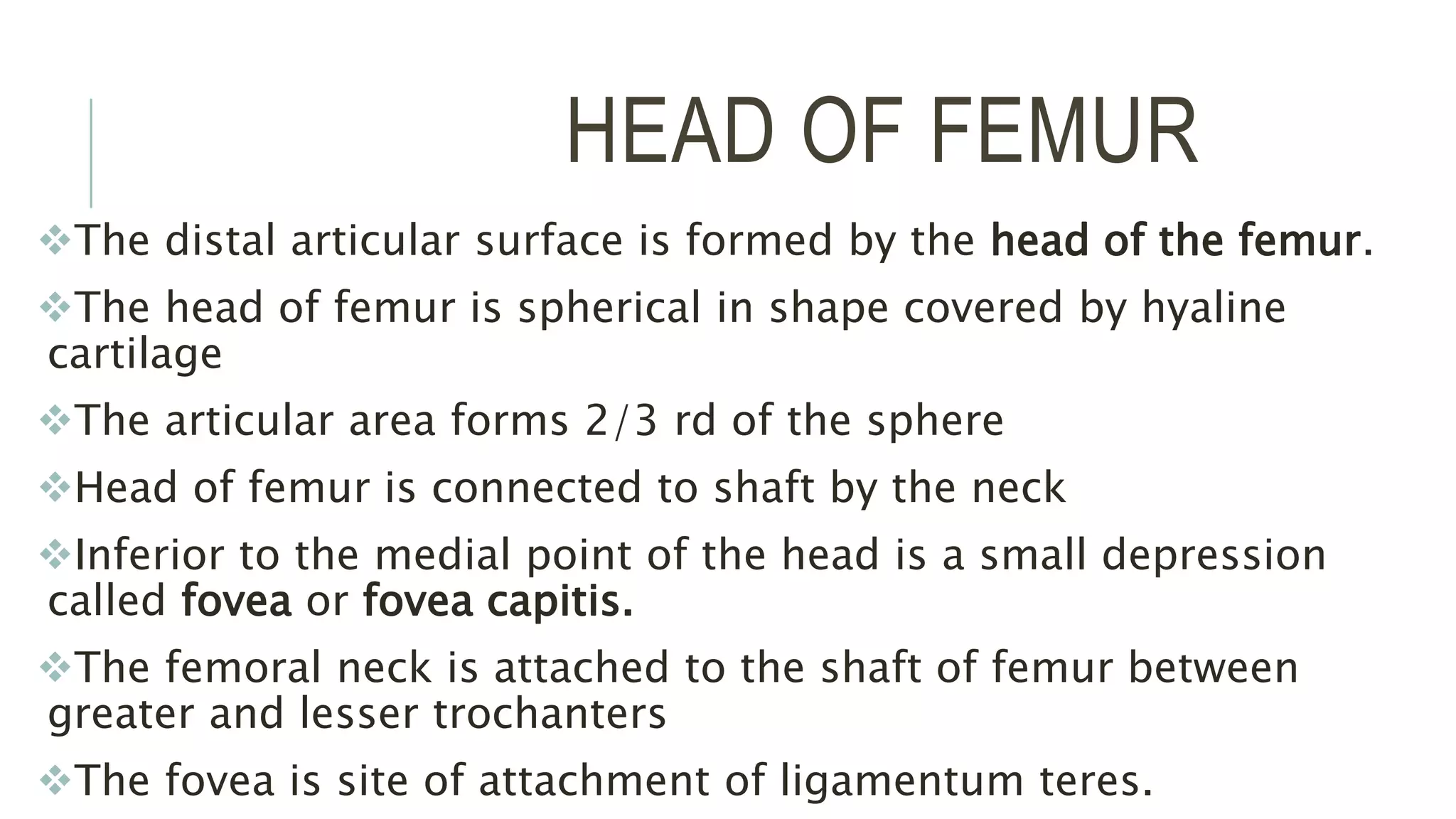 HEAD OF FEMUR
The distal articular surface is formed by the head of the femur.
The head of femur is spherical in shape covered by hyaline
cartilage
The articular area forms 2/3 rd of the sphere
Head of femur is connected to shaft by the neck
Inferior to the medial point of the head is a small depression
called fovea or fovea capitis.
The femoral neck is attached to the shaft of femur between
greater and lesser trochanters
The fovea is site of attachment of ligamentum teres.
 