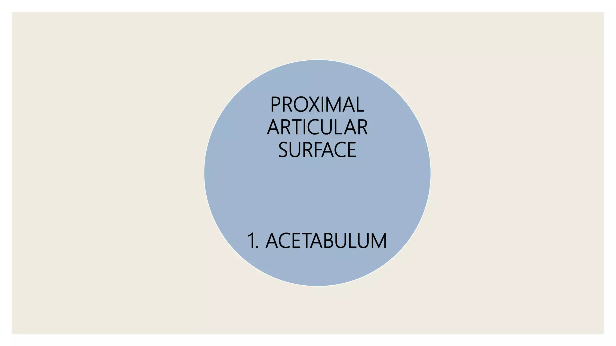 PROXIMAL
ARTICULAR
SURFACE
1. ACETABULUM
 
