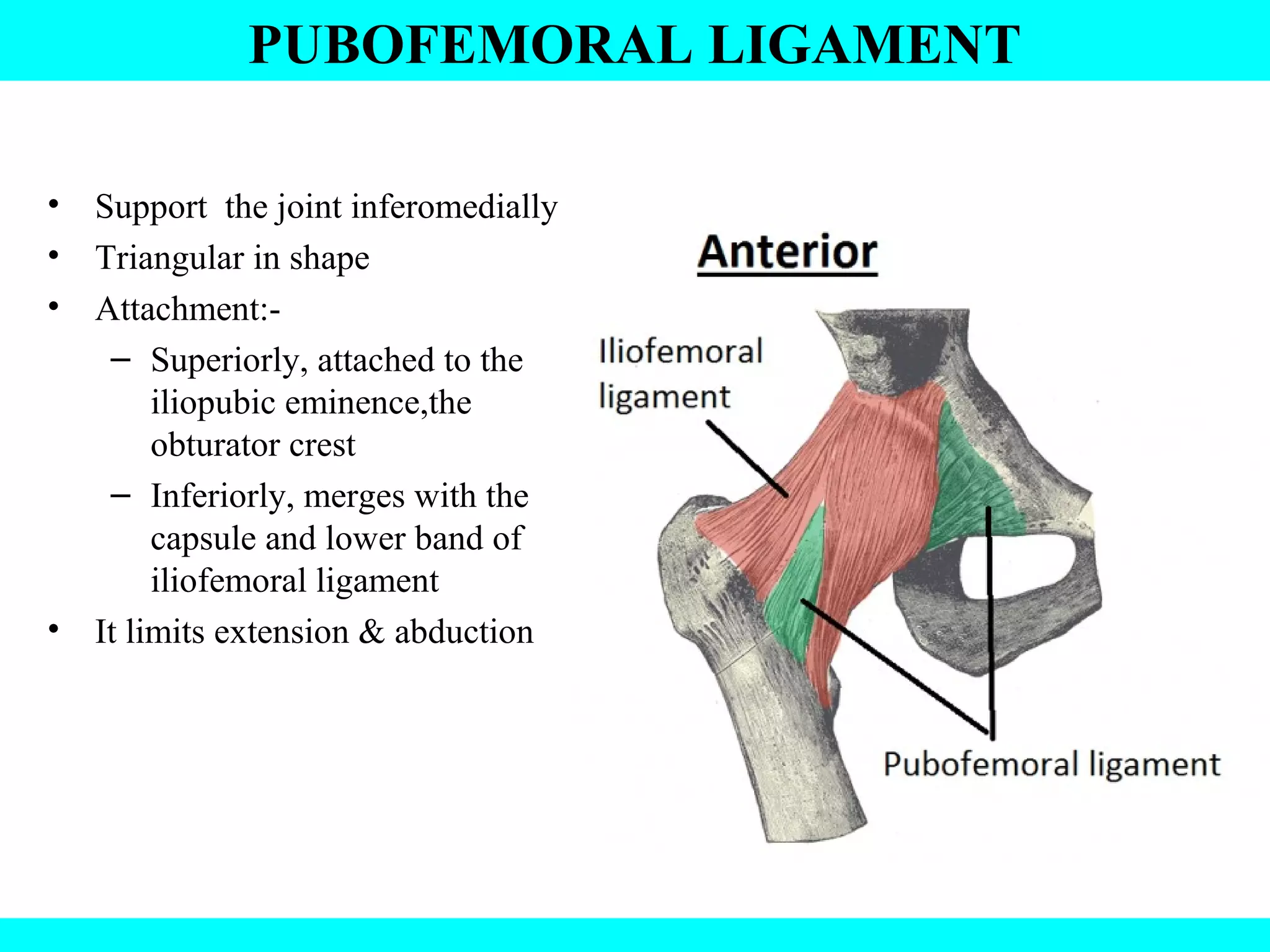 Hip joint anatomy Biology Diagrams