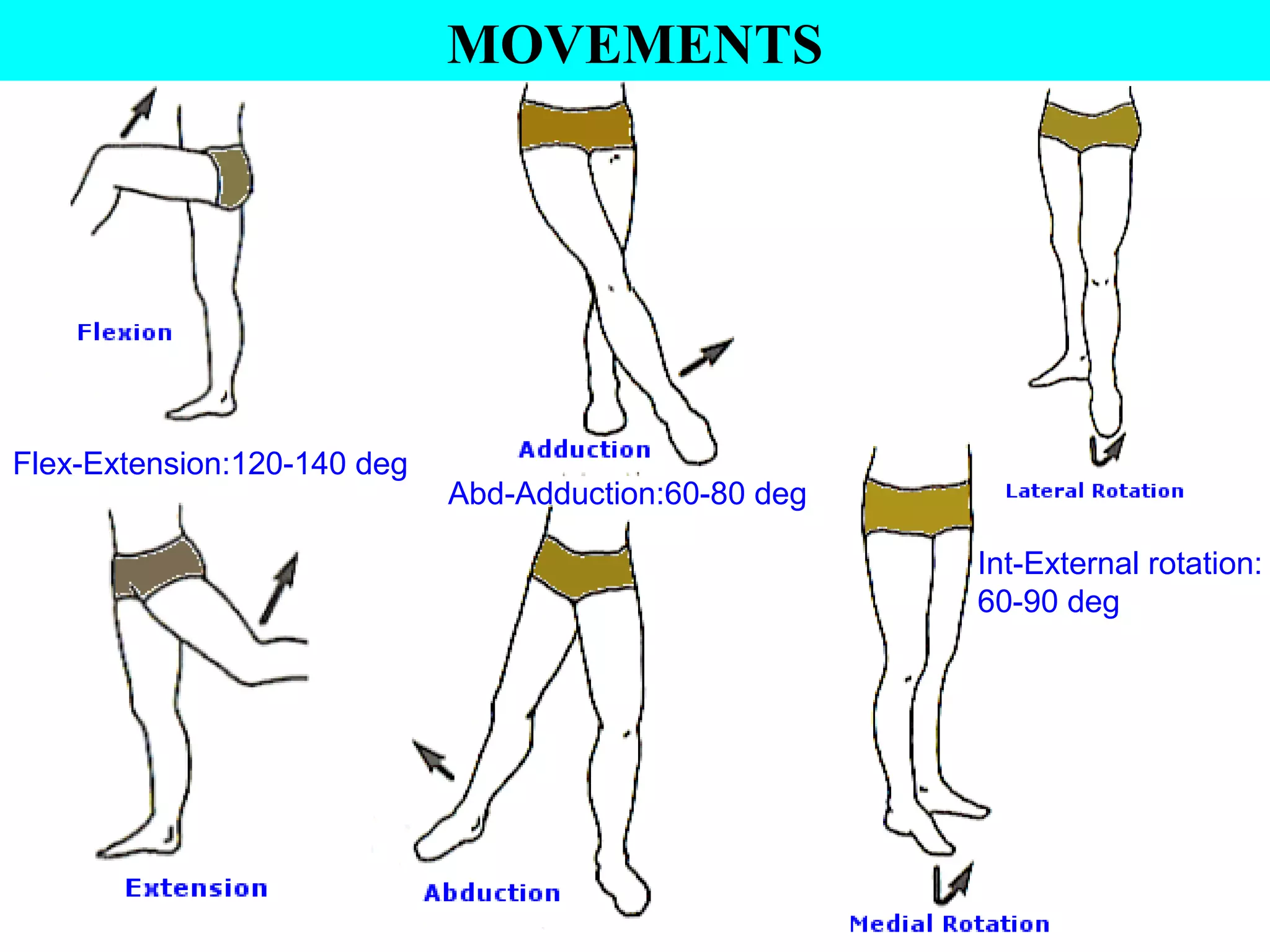 Hip joint anatomy | PPT