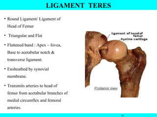 • Round Ligament/ Ligament of
Head of Femur
• Triangular and Flat
• Flattened band : Apex – fovea,
Base to acetabular notch &
transverse ligament.
• Ensheathed by synovial
membrane.
• Transmits arteries to head of
femur from acetabular branches of
medial circumflex and femoral
arteries.
12
LIGAMENT TERES
 