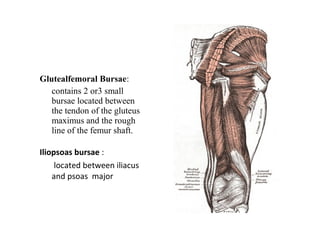 Glutealfemoral Bursae:
1) contains 2 or3 small
bursae located between
the tendon of the gluteus
maximus and the rough
line of the femur shaft.
Iliopsoas bursae :
located between iliacus
and psoas major
 