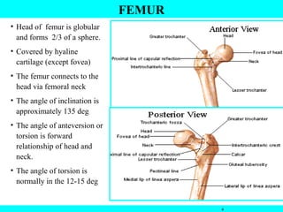 6
FEMUR
• Head of femur is globular
and forms 2/3 of a sphere.
• Covered by hyaline
cartilage (except fovea)
• The femur connects to the
head via femoral neck
• The angle of inclination is
approximately 135 deg
• The angle of anteversion or
torsion is forward
relationship of head and
neck.
• The angle of torsion is
normally in the 12-15 deg
 