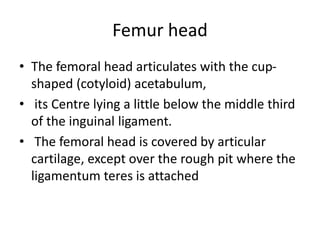 Femur head
• The femoral head articulates with the cup-
shaped (cotyloid) acetabulum,
• its Centre lying a little below the middle third
of the inguinal ligament.
• The femoral head is covered by articular
cartilage, except over the rough pit where the
ligamentum teres is attached
 
