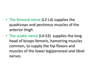 • The femoral nerve (L2-L4) supplies the
quadriceps and pectineus muscles of the
anterior thigh
• The sciatic nerve (L4-S3) supplies the long
head of biceps femoris, hamstring muscles
common, to supply the hip flexors and
muscles of the lower leg(peroneal and tibial
nerves
 