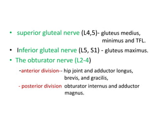• superior gluteal nerve (L4,5)- gluteus medius,
minimus and TFL.
• Inferior gluteal nerve (L5, S1) - gluteus maximus.
• The obturator nerve (L2-4)
-anterior division-- hip joint and adductor longus,
brevis, and gracilis,
- posterior division obturator internus and adductor
magnus.
 