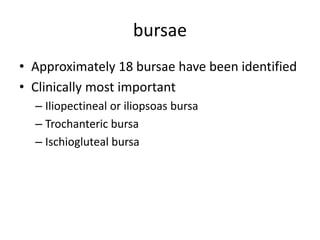 bursae
• Approximately 18 bursae have been identified
• Clinically most important
– Iliopectineal or iliopsoas bursa
– Trochanteric bursa
– Ischiogluteal bursa
 
