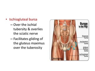 • Ischiogluteal bursa
– Over the ischial
tubersity & overlies
the sciatic nerve
– Facilitates gliding of
the gluteus maximus
over the tuberosity
 