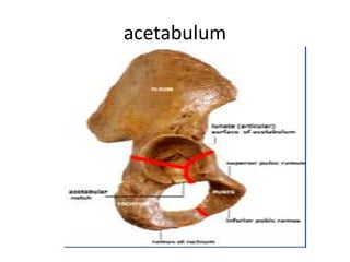 acetabulum
 