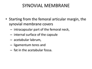 SYNOVIAL MEMBRANE
• Starting from the femoral articular margin, the
synovial membrane covers
– intracapsular part of the femoral neck,
– internal surface of the capsule
– acetabular labrum,
– ligamentum teres and
– fat in the acetabular fossa.
 