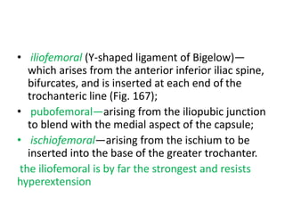 • iliofemoral (Y-shaped ligament of Bigelow)—
which arises from the anterior inferior iliac spine,
bifurcates, and is inserted at each end of the
trochanteric line (Fig. 167);
• pubofemoral—arising from the iliopubic junction
to blend with the medial aspect of the capsule;
• ischiofemoral—arising from the ischium to be
inserted into the base of the greater trochanter.
the iliofemoral is by far the strongest and resists
hyperextension
 