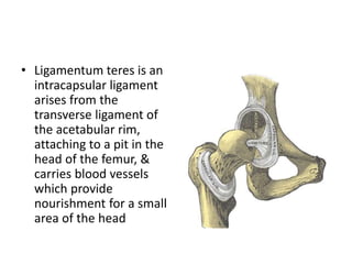 • Ligamentum teres is an
intracapsular ligament
arises from the
transverse ligament of
the acetabular rim,
attaching to a pit in the
head of the femur, &
carries blood vessels
which provide
nourishment for a small
area of the head
 