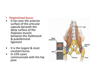 • Iliopectineal bursa
• It lies over the anterior
surface of the articular
capsule beneath the
deep surface of the
iliopsoas muscle
between the iliofemoral
& pubofemoral
ligament
• It is the largest & most
constant bursa
• In 15% cases
communicate with the hip
joint
 