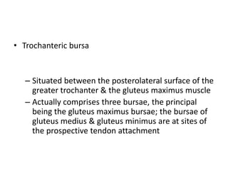 • Trochanteric bursa
– Situated between the posterolateral surface of the
greater trochanter & the gluteus maximus muscle
– Actually comprises three bursae, the principal
being the gluteus maximus bursae; the bursae of
gluteus medius & gluteus minimus are at sites of
the prospective tendon attachment
 