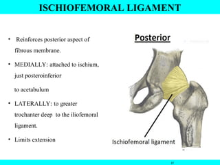 • Reinforces posterior aspect of
fibrous membrane.
• MEDIALLY: attached to ischium,
just posteroinferior
to acetabulum
• LATERALLY: to greater
trochanter deep to the iliofemoral
ligament.
• Limits extension
11
ISCHIOFEMORAL LIGAMENT
 
