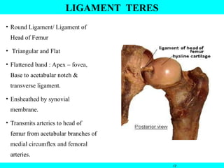 • Round Ligament/ Ligament of
Head of Femur
• Triangular and Flat
• Flattened band : Apex – fovea,
Base to acetabular notch &
transverse ligament.
• Ensheathed by synovial
membrane.
• Transmits arteries to head of
femur from acetabular branches of
medial circumflex and femoral
arteries.
12
LIGAMENT TERES
 