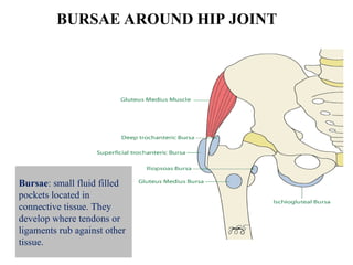 BURSAE AROUND HIP JOINT
Bursae: small fluid filled
pockets located in
connective tissue. They
develop where tendons or
ligaments rub against other
tissue.
 