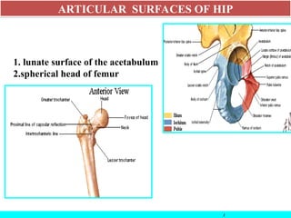 1. lunate surface of the acetabulum
2.spherical head of femur
3
ARTICULAR SURFACES OF HIP
 