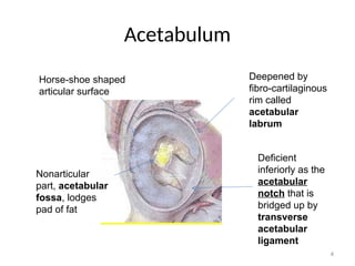 Acetabulum
4
Horse-shoe shaped
articular surface
Deepened by
fibro-cartilaginous
rim called
acetabular
labrum
Nonarticular
part, acetabular
fossa, lodges
pad of fat
Deficient
inferiorly as the
acetabular
notch that is
bridged up by
transverse
acetabular
ligament
 