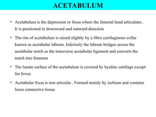 • Acetabulum is the depression or fossa where the femoral head articulates .
It is positioned in downward and outward direction
• The rim of acetabulum is raised slightly by a fibro cartilaginous collar
known as acetabular labrum. Inferiorly the labrum bridges across the
acetabular notch as the transverse acetabular ligament and converts the
notch into foramen
• The lunate surface of the acetabulum is covered by hyaline cartilage except
for fovea
• Acetabular fossa is non articular . Formed mainly by ischium and contains
loose connective tissue.
ACETABULUM
 