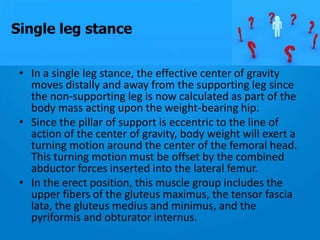 Hip joint anatomy and biomechanics | PPTX