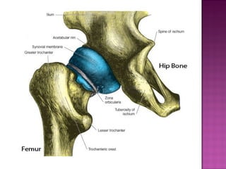 Hip Rim Hip joint anatomy and its biomechanics | PPT