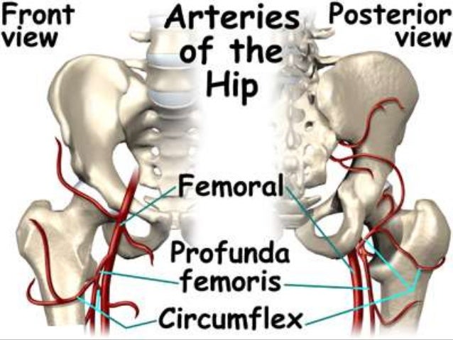 Hip joint anatomy