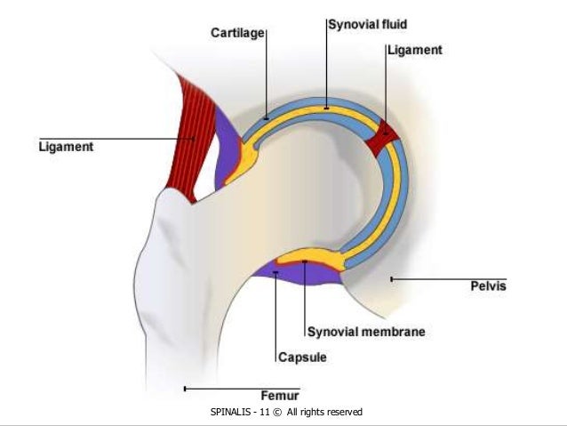 diagram of the hip femur diagram femur anatomy elsavadorla diagram of the hip femur diagram femur anatomy elsavadorla