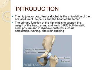 Pelvic girdle, Femur, Sacroiliac joint and Hip Joint