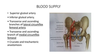 BLOOD SUPPLY
• Superior gluteal artery
• Inferior gluteal artery.
• Transverse and ascending
branches of lateral circumflex
femoral artery.
• Transverse and ascending
branch of medial circumflex
femoral
• Cruciate and trochanteric
anastomosis
 