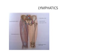 LYMPHATICS
 
