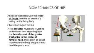 BIOMECHANICS OF HIP.
Science that deals with the study
of forces (internal or external )
acting on the living body
Forces acting on the hip
The abductor musculature ,acting
on the lever arm extending from
the lateral aspect of the greater
trochanter to the center of
femoral head ,must exert an equal
moment to the body weight arm to
hold the pelvis level
 