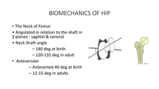 BIOMECHANICS OF HIP
• The Neck of Femur
• Angulated in relation to the shaft in
2 planes : sagittal & coronal
• Neck Shaft angle
– 140 deg at birth
– 120-135 deg in adult
• Anteversion
– Anteverted 40 deg at birth
– 12-15 deg in adults
 