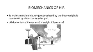 BIOMECHANICS OF HIP.
• To maintain stable hip, torques produced by the body weight is
countered by abductor muscles pull.
• Abductor force X lever arm1 = weight X leverarm2
 