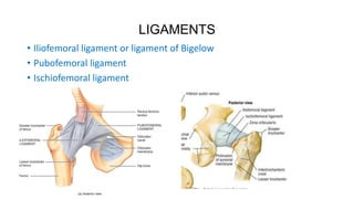 LIGAMENTS
• Iliofemoral ligament or ligament of Bigelow
• Pubofemoral ligament
• Ischiofemoral ligament
 