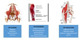 HIP FLEXORS
Iliopsoas
Pectineus
Rectus femoris
sartorius
HIP EXTENSORS
Gluteus maximus
Semimembranosus
Semitendinosis
Biceps femoris
Add magnus(ischial part)
HIP ADDUCTORS
Adductor brevis
Adductor longus
Adductor magnus(ant part)
gracilis
 