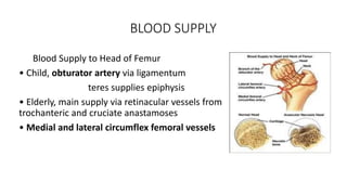 BLOOD SUPPLY
Blood Supply to Head of Femur
• Child, obturator artery via ligamentum
teres supplies epiphysis
• Elderly, main supply via retinacular vessels from
trochanteric and cruciate anastamoses
• Medial and lateral circumflex femoral vessels
 